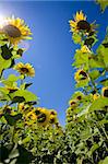 growing sunflowers in a field