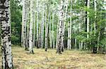 beautiful summer in the  natural czech forest