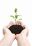 Young plant in human hands on light background