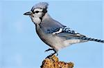 Blue Jay (corvid cyanocitta) perched on a stump with a blue sky background