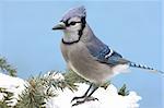 Blue Jay (corvid cyanocitta) snow covered spruce with a blue sky background