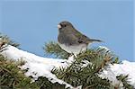 Dark-eyed Junco (junco hyemalis) on a snow covered pine branch in winter