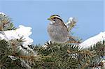 White-throated Sparrow (zonotrichia albicollis) perched on a snow covered tree limb