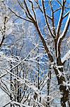 Winter trees covered with fresh snow on blue sky background