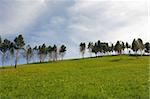 several trees in the field