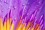 Close up of purple water lily