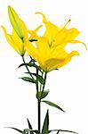 Beautiful yellow lily on a white background