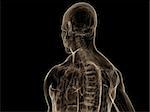 3d rendered anatomy illustration of a human shoulder
