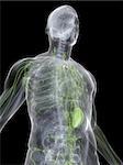 3d rendered anatomy illustration of a transparent human body with highlighted lymphatic system