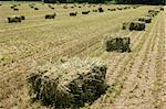 Hay bale in the field
