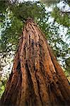 Large Redwood Tree Looking Straight Up Muir Woods National Monument Mill Valley San Francisco California