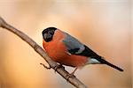 bullfinch with its head tilted