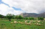 Horizontal composition of sheeps in a field. Location : Sardinia, Italy