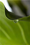 a drop is falling from a green leaf