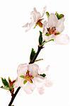 Branch with pink cherry blossoms isolated on white background