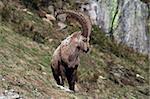 Close view of an old capra ibex standing and looking around