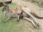Kangaroo with baby joey.