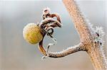 Leftover white grape on a tendril with lots of ice crystals