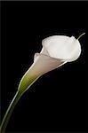 Beautiful white calla isolated on black