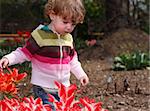 A child in the garden with red tulips.