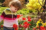 Un enfant dans le jardin avec des tulipes rouges.
