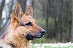 beautiful young germany sheep-dog portrait in forest