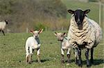 A yew with lambs in a field in spring