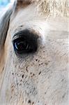 The big black eye beautiful white horses