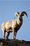 bighorn sheep (Ovis canadensis) atop a cliff in late sun