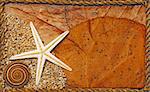 Seashell and starfish background