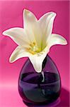 White lily on pink background in blue vase