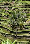 Rice terraces on Bali. Indonesia