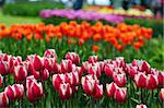 Colorful and beautiful tulips in a nature environment in holland