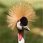 Grey Crowned Crane. This photo was taken on the island of Fuerteventura (Spain).