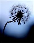 Silhouetted Dandelion with blue background.