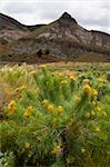 Desert flowers in the John Day Fossil Beds National Monument