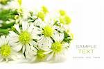 Little white daisies on isolated white background