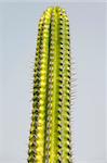 Long cactus with rows of spikes