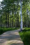 Wooden tourism nature trail in forest (Latvia).