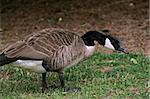 A canadian goose in a fighting stance