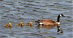 A mother goose and three baby geese swimming in lake