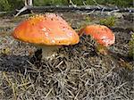 Fly Agaric. In essence - toadstool