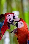 photo of colorful scarlet macaws playing