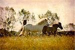 Artistic work of my own in retro style - Postcard from Denmark. - Horses playing around. - Space for text