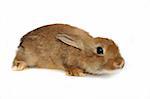 brown rabbit on the white background