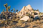 Joshua Tree National Park is located in south-eastern California.