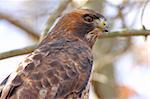 Close-up of a wild Red-tailed Hawk (buteo jamaicensis) in the Great Swamp National Wildlife Refuge