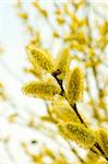pussy willow, flowering, yellow, fluffy, spring