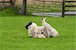 Spring scene of a female sheep in a field with two lambs, one sitting next to her and the other climbing on top of her.  Gate and fence out of focus to the rear.