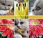 Collage - a kitten and flowers. Background collection of images.
